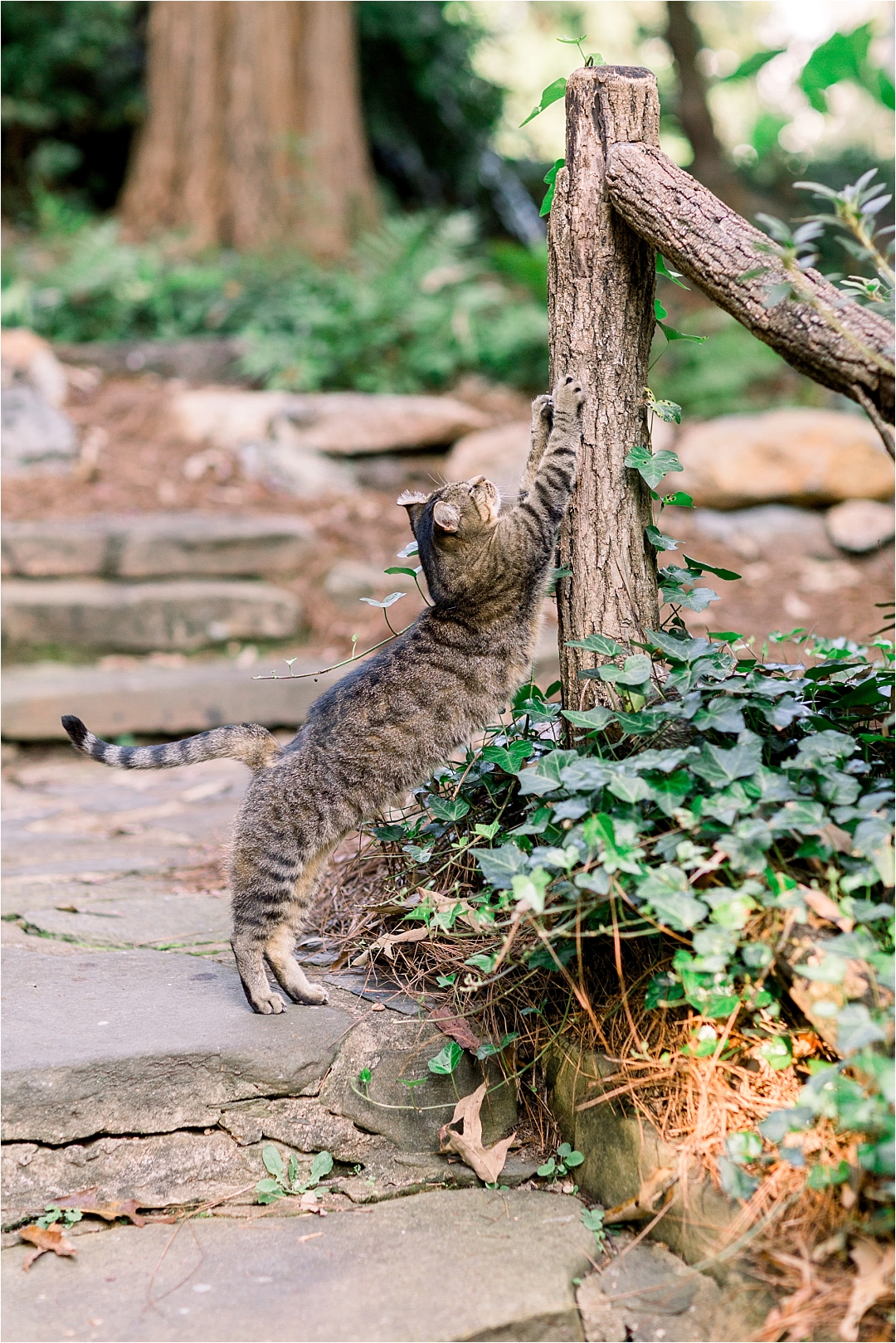 outdoor cat_Photos by Leigh Wolfe, Atlanta's Top Wedding Photographer